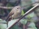 Slaty-blue Flycatcher (Ficedula tricolor) - Female