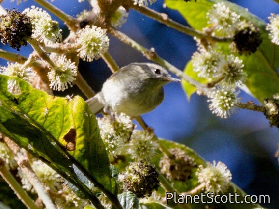 Buff-barred Warbler (Phylloscopus pulcher)