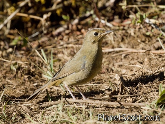 White-bellied Redstart (Hodgsonius phaenicuroides)
