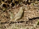 White-bellied Redstart (Luscinia phaenicuroides)