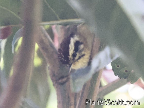Rufous-winged Fulvetta (Alcippe castaneceps)