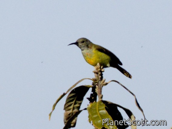Fire-tailed Sunbird (Aethopyga ignicauda)