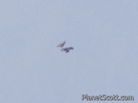 Mountain Hawk-Eagle (Nisaetus nipalensis)