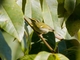 Davison's Leaf Warbler (Phylloscopus davisoni)