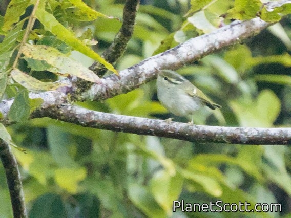 Blyth's Leaf Warbler (Phylloscopus reguloides)