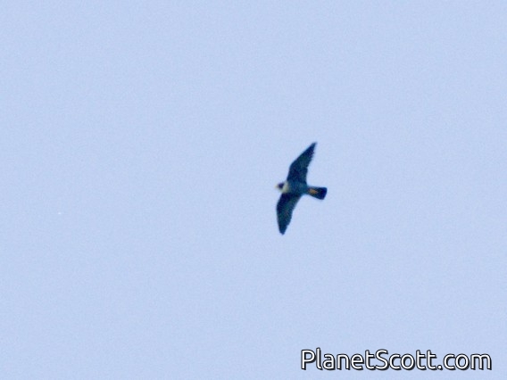 Peregrine Falcon (Falco peregrinus)