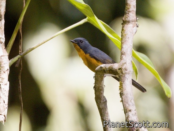 Slaty-backed Flycatcher (Ficedula erithacus)