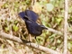 Blue Whistling-Thrush (Myophonus caeruleus)