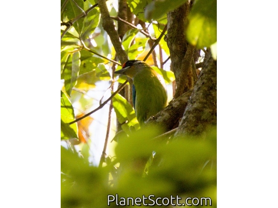 Golden-throated Barbet (Psilopogon franklinii)