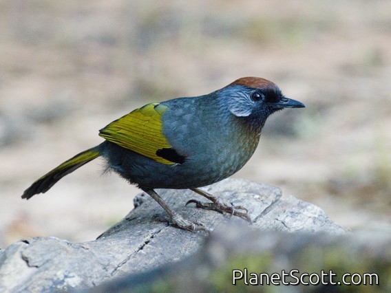 Silver-eared Laughingthrush (Trochalopteron melanostigma)