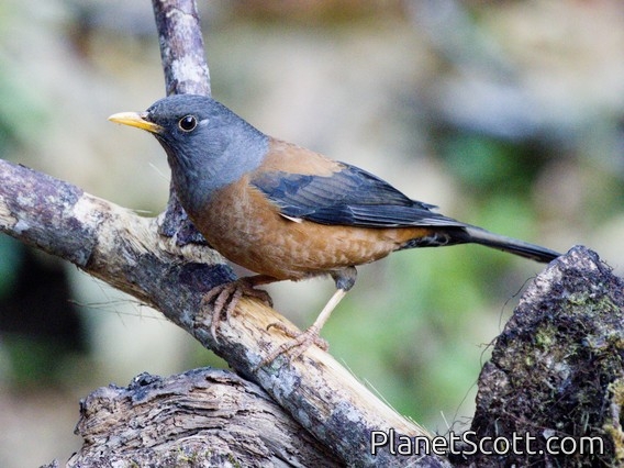 Chestnut Thrush (Turdus rubrocanus)