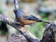 Chestnut Thrush (Turdus rubrocanus)