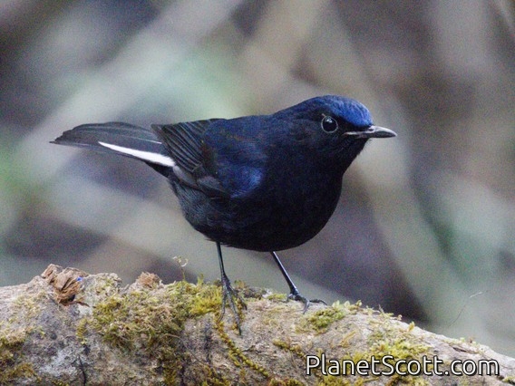 White-tailed Robin (Myiomela leucura) - Male