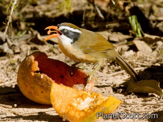Brown-crowned Scimitar-Babbler (Pomatorhinus phayrei)