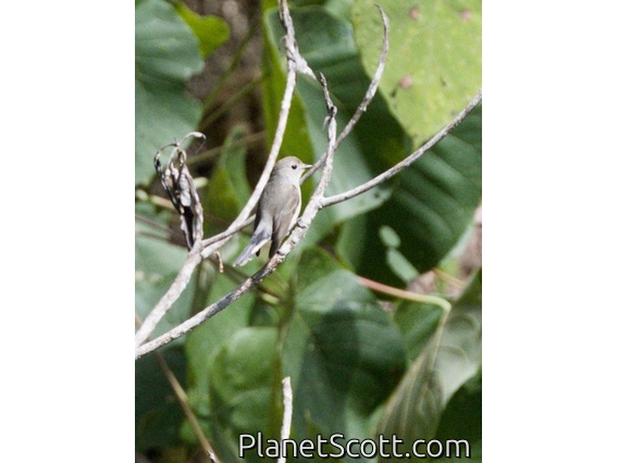 Taiga Flycatcher (Ficedula albicilla)