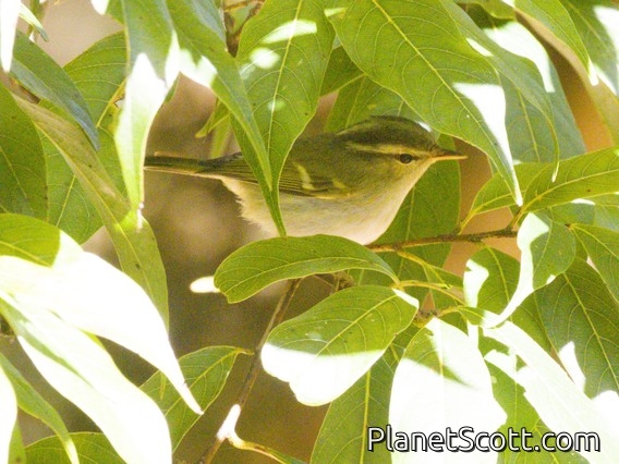 Hume's Warbler (Phylloscopus humei)