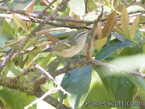 Buff-barred Warbler (Phylloscopus pulcher)