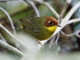 Chestnut-headed Tesia (Cettia castaneocoronata)