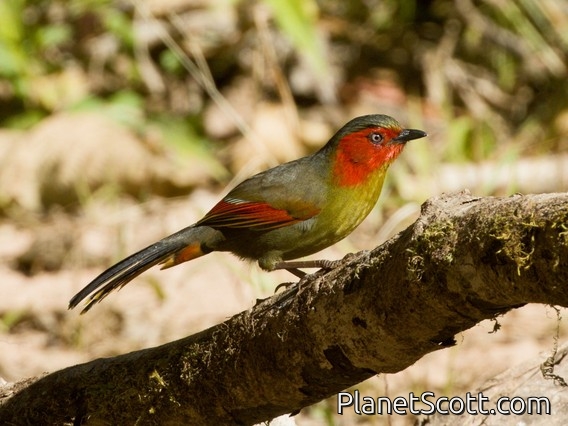 Scarlet-faced Liocichla (Liocichla ripponi)