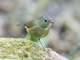 Red-flanked Bluetail (Tarsiger cyanurus)