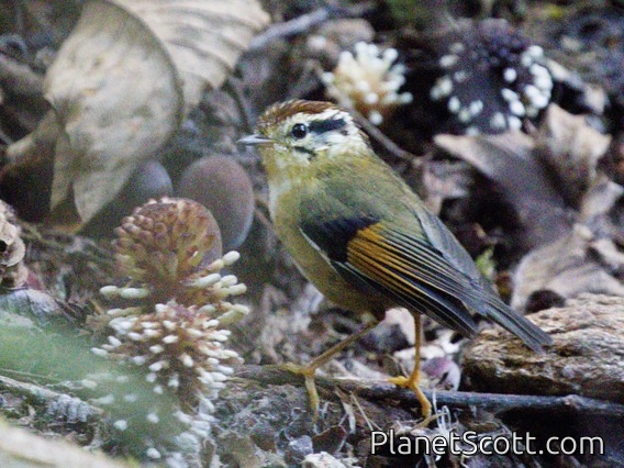 Rufous-winged Fulvetta (Alcippe castaneceps)