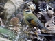 Rufous-winged Fulvetta (Alcippe castaneceps)