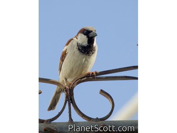 House Sparrow (Passer domesticus)