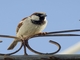House Sparrow (Passer domesticus)