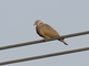 Red Collared-Dove (Streptopelia tranquebarica)