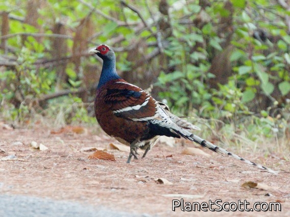 Mrs. Hume's Pheasant (Syrmaticus humiae) - Male