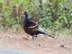 Mrs. Hume's Pheasant (Syrmaticus humiae) - Male