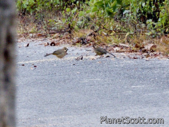 White-browed Laughingthrush (Pterorhinus sannio)