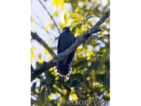 Black-winged Cuckooshrike (Coracina melaschistos)