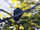 Black-winged Cuckooshrike (Coracina melaschistos)