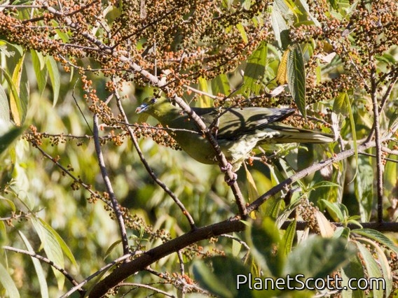 Pin-tailed Green-Pigeon (Treron apicauda)