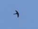 Cook's Swift (Apus cooki)