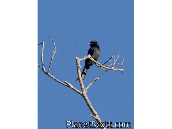 Bronzed Drongo (Dicrurus aeneus)