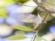 Claudia's Leaf Warbler (Phylloscopus claudiae)