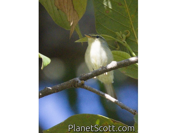 Davison's Leaf Warbler (Phylloscopus intensior)