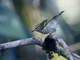 Yellow-browed Warbler (Phylloscopus inornatus)