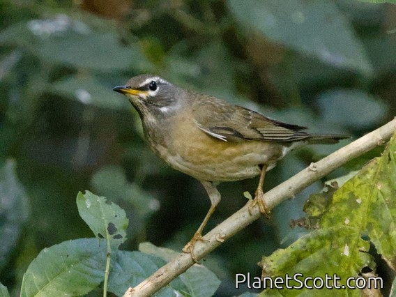 Eyebrowed Thrush (Turdus obscurus)