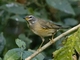 Eyebrowed Thrush (Turdus obscurus)