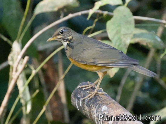 Black-breasted Thrush (Turdus dissimilis) - Female