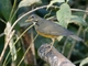 Black-breasted Thrush (Turdus dissimilis) - Female