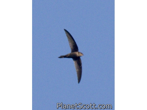 Asian Palm Swift (Cypsiurus balasiensis)