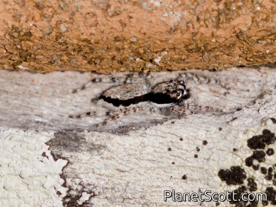 Gray Wall Jumping Spider (Menemerus bivittatus)