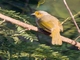 Stripe-throated Bulbul (Pycnonotus finlaysoni)