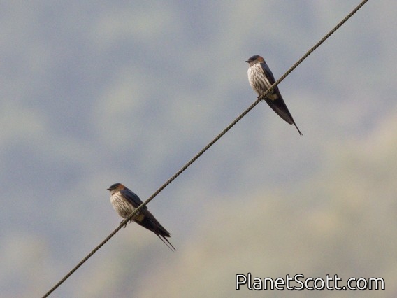 Eastern Red-rumped Swallow (Cecropis daurica)