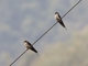 Eastern Red-rumped Swallow (Cecropis daurica)
