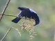 Asian Fairy-bluebird (Irena puella)
